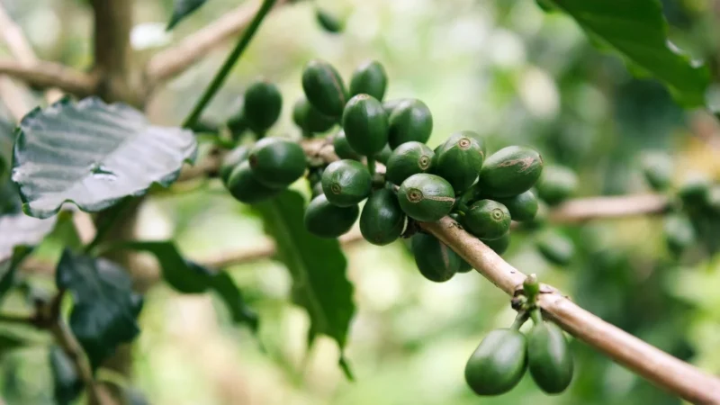 Kawa Zielona Mielona Cherry Aa 175 Kg Odchudzanie