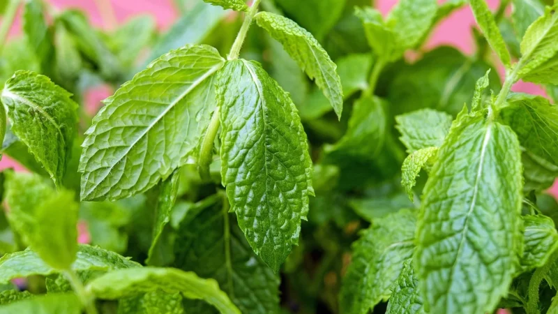 Labofarm Mięta Z Melisą Herbata Ziołowa 20 Sasz Cena Opinie Wskazania