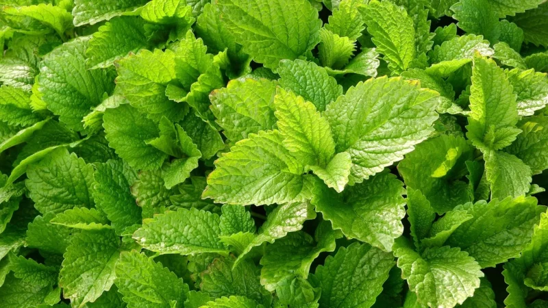 Loyd Tea Melisa Z Werbeną Cytrynową I Skórką Pomarańczy 20 Torebek