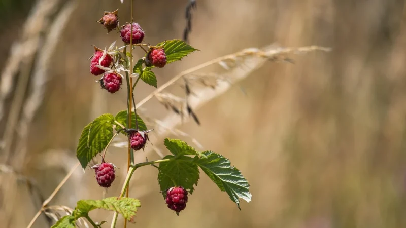 Malinowa Rozkosz Herbata Owocowa Hibiskus 50g