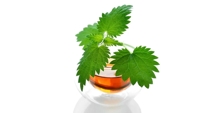 Moya Europe Moya Ichibancha – Organiczna Japońska Zielona Herbata 50g