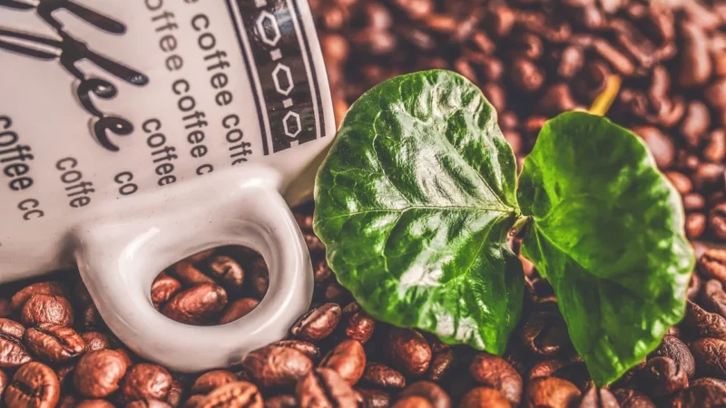 Na Odchudzanie Kawa Zielona Mielona Arabica 500g