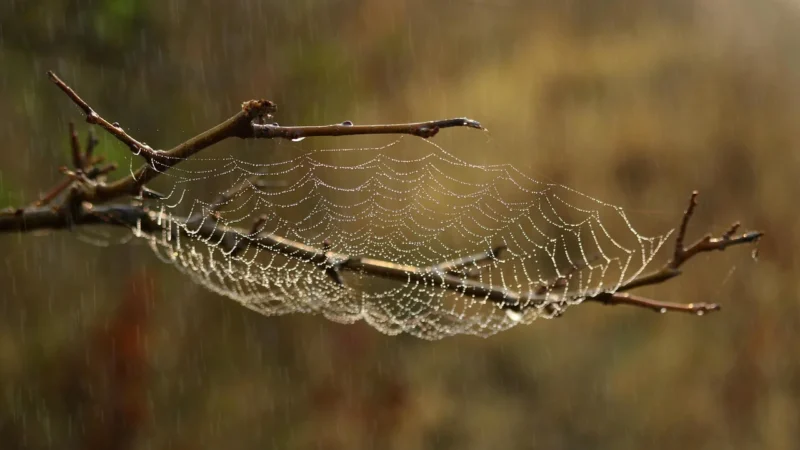 Opłatek na tort z motywem Spidermana: Jak zrobić wrażenie na fanach Człowieka-Pająka?
