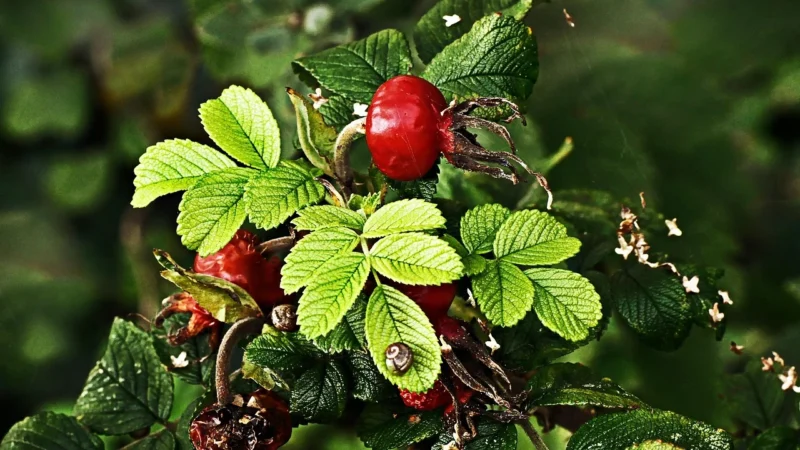 Pierwsza gwiazdka (Torba 1kg, Pakowanie standardowe)
