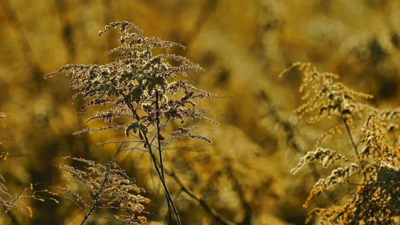 Polski miód nawłociowy – naturalny skarb z rodzimych łąk