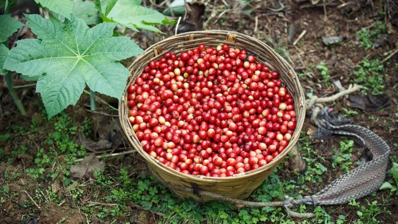 Portofino Cafe Kawa Ziarnista Pienaroma 1kg