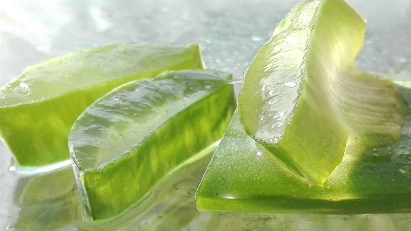Progressive Aloe vera (Pakowanie ozdobne, Złota torebka 40g)