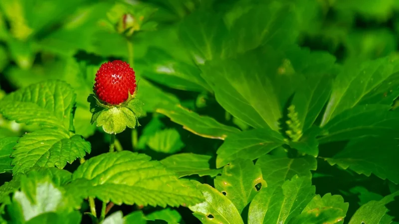 Progressive Belgijskie Truskawki Torebka Transparentna 50g