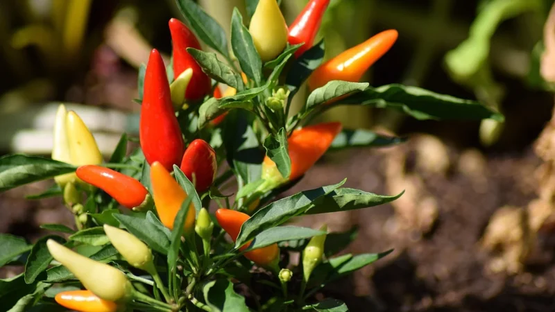 Progressive Kawa ziarnista czekoladowa z chilli (Pakowanie ozdobne, Kartonik z okienkiem 120g)