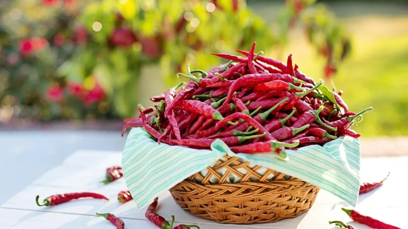 Progressive Kawa ziarnista czekoladowa z chilli (Torebka 200g (-8%), Pakowanie standardowe)