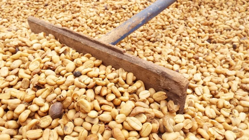 Progressive Kawa Ziarnista Pomarańcze W Czekoladzie Pakowanie Ozdobne Złota Torebka 50g
