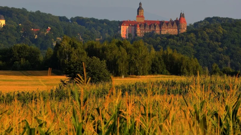 Progressive Książe Persji Torebka Transparentna 50g