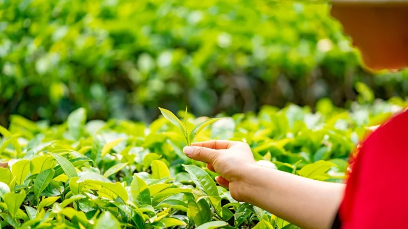 Progressive Mroczny Oolong (Pakowanie Ozdobne, Złota Torebka 40g)