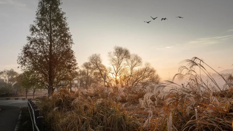 Progressive Sunrise (Pakowanie ozdobne, Rożek celofanowy 35g)