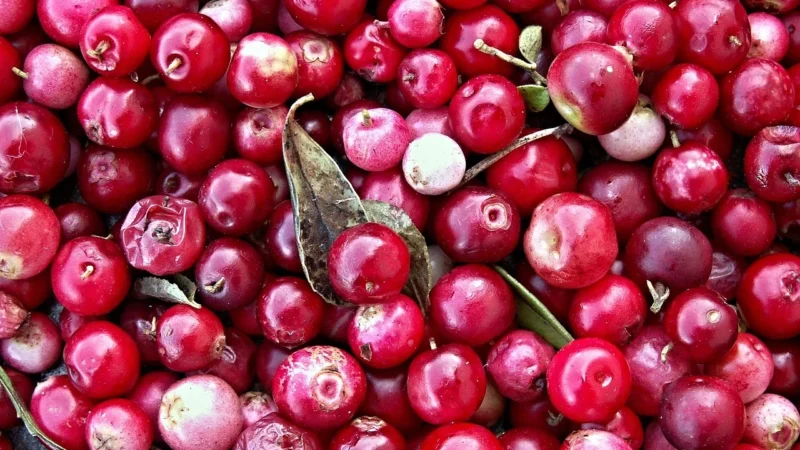 Progressive Żurawinowa Rożek Celofanowy 35g