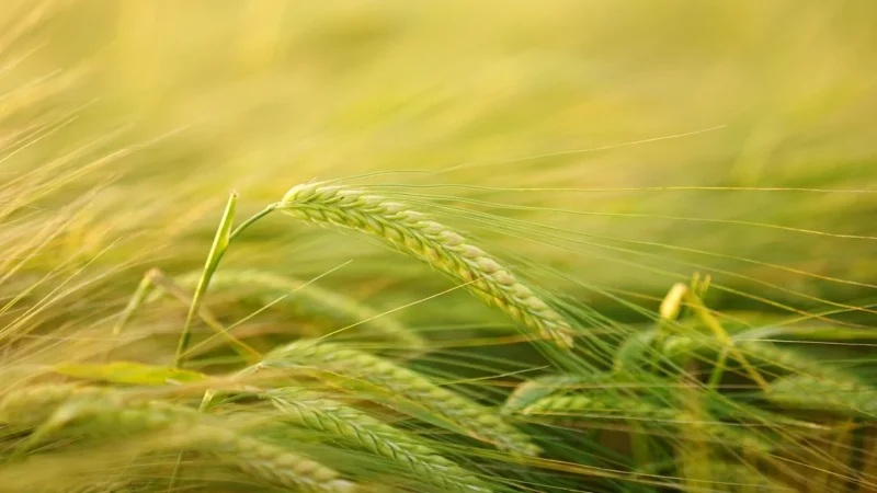 Pzz Kasza Jęczmienna Drobnoziarnista 400g