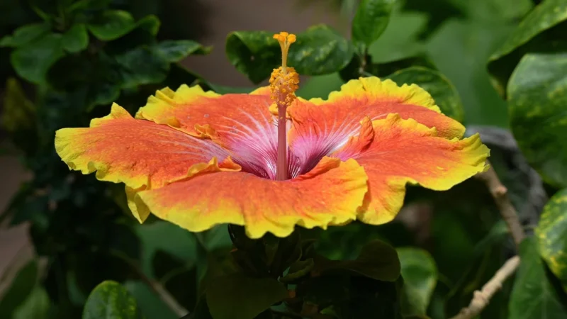 Red Shadow Hibiskus 100g