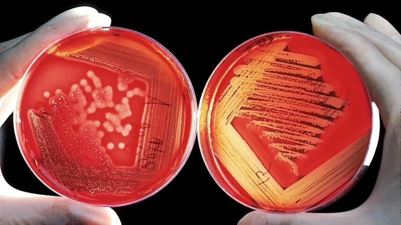 Revito Agar 100g