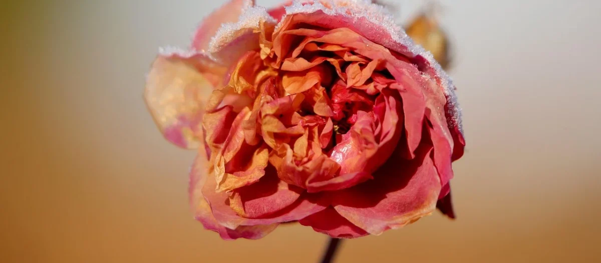 Suszone Płatki Róży 50g Petal Whole Róża Płatek