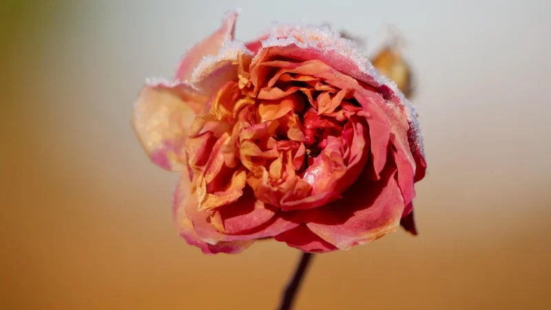 Suszone Płatki Róży 50g Petal Whole Róża Płatek