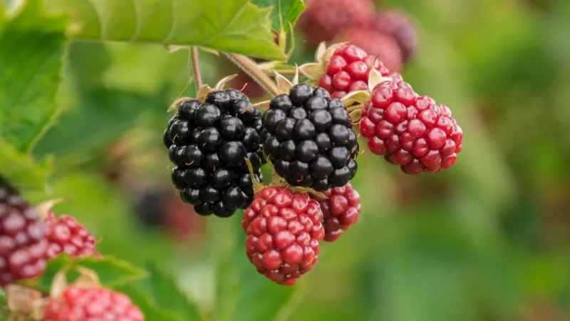 Teabag Owocowa Herbata Wild Berry 100g – Żółta Tuba