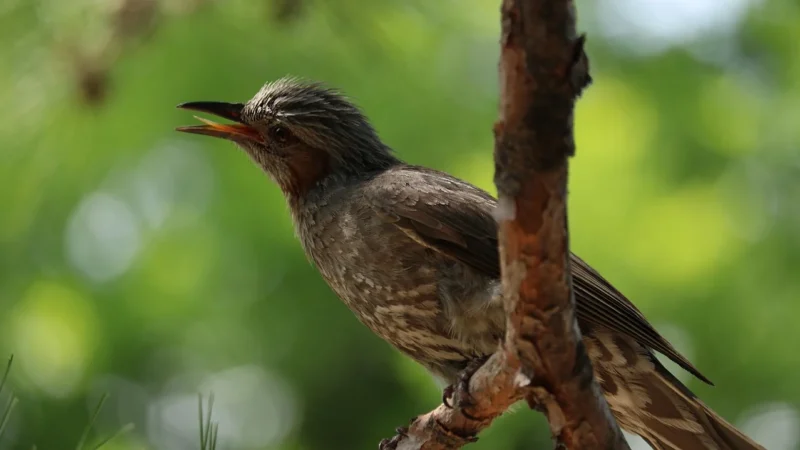 Tykwa Matero Yerba Mate Ozdobne Bombila Zestaw