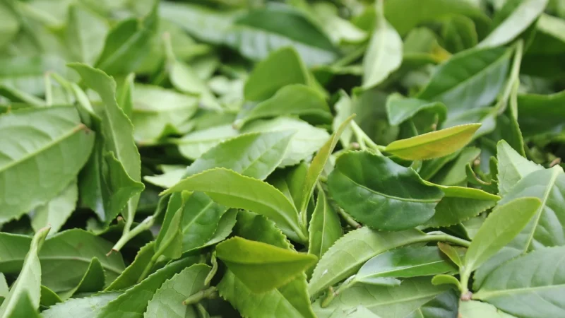 Verde Mate Green Organica 500g + Soul Mate Organica 500g (1kg)