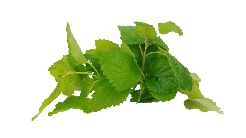 Wspomnienie lata (Pakowanie ozdobne, Puszka czarna 80g)