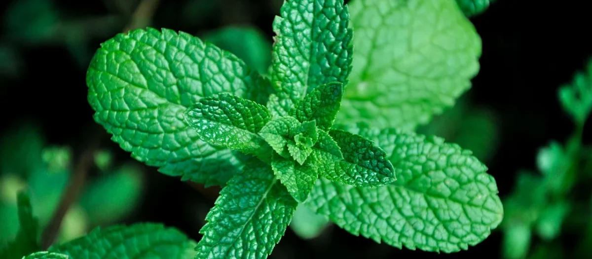 Zavida Chocolate Mint 907g