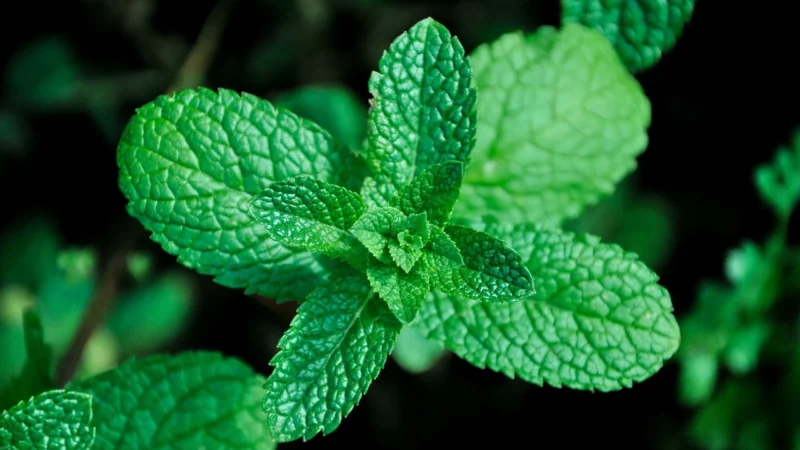 Zavida Chocolate Mint 907g