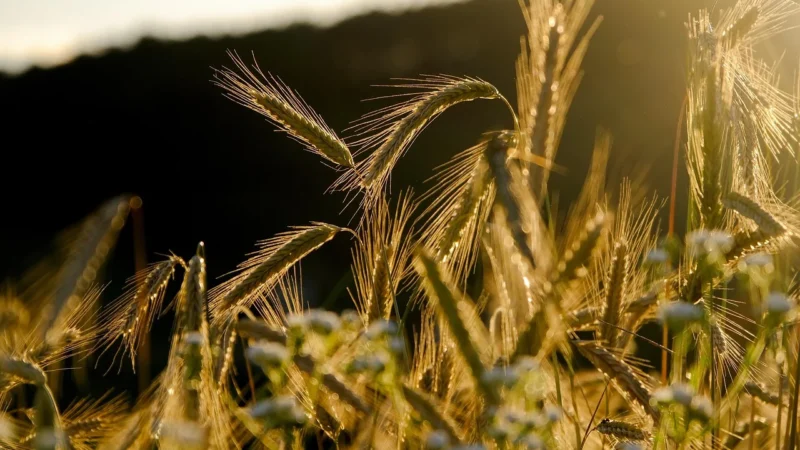 Zawsze Naturalnie Mąka Żytnia Razowa Typ 2000 1kg
