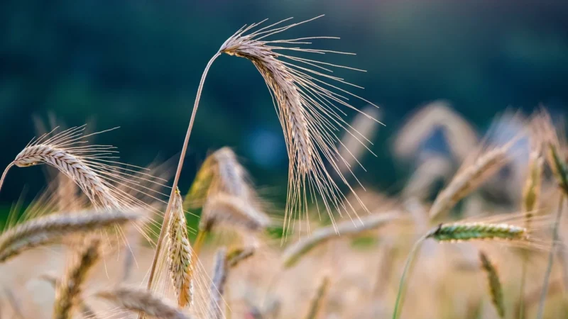 Zawsze Naturalnie Mąka Żytnia Typ 720 1kg Zawszenaturalnie