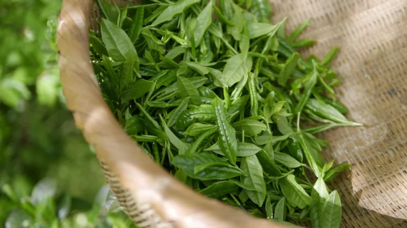 Zestaw Yerba Verde Mate Energia 05Kg Palo Santo