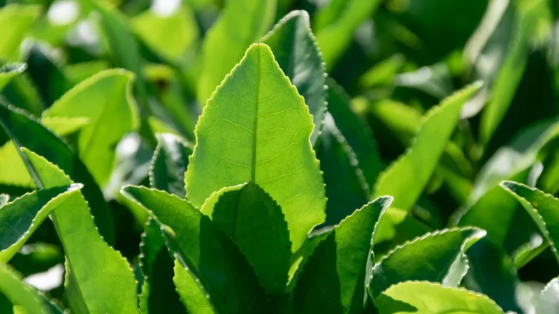 Zielona China Sencha 100g