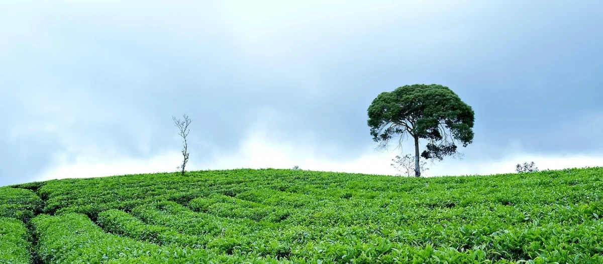 Zielona China Sencha Sortowana 1kg