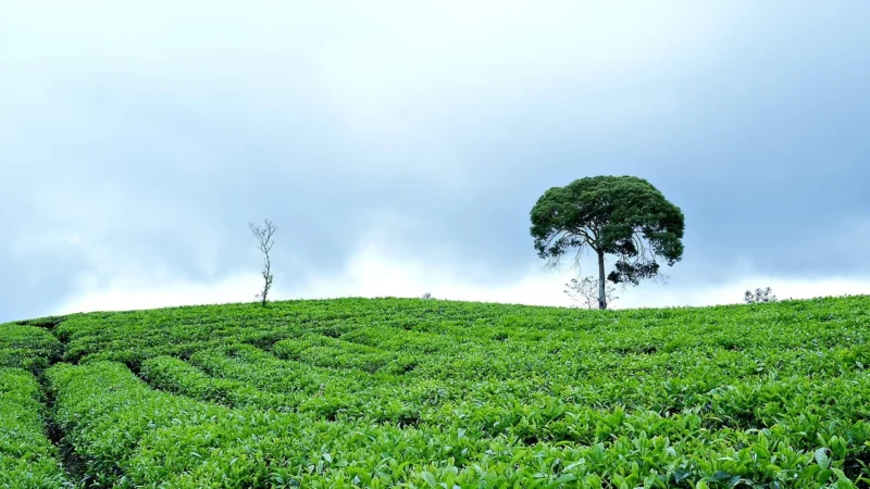 Zielona China Sencha Sortowana 1kg